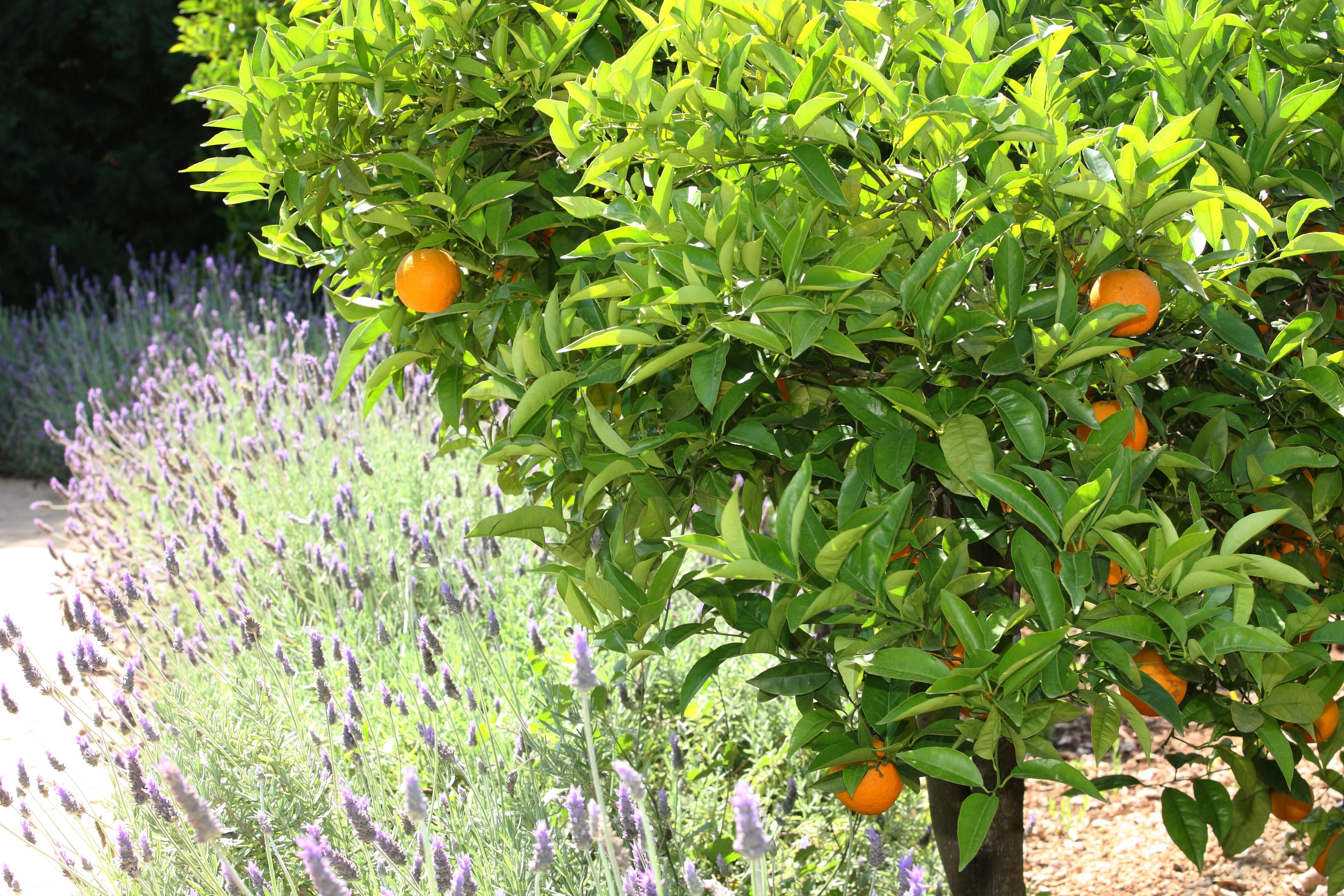 Finca Ca'S Curial - Agroturismo - Adults Only Villa Sóller Exteriör bild