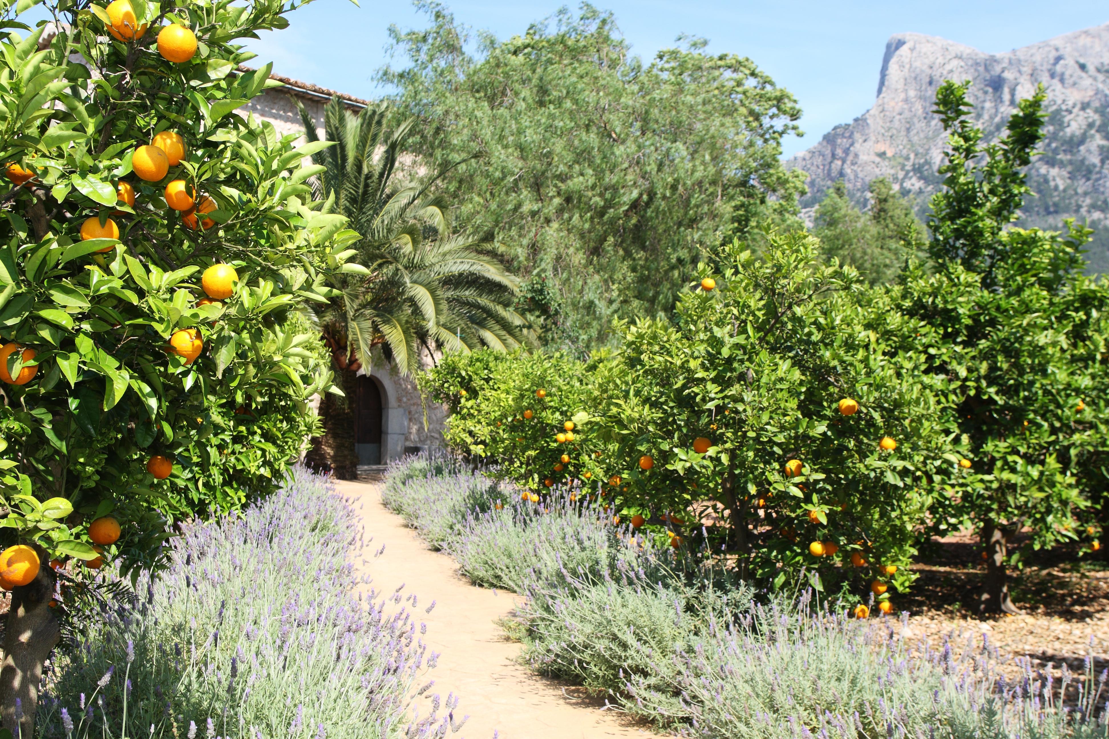 Finca Ca'S Curial - Agroturismo - Adults Only Sóller Exteriör bild