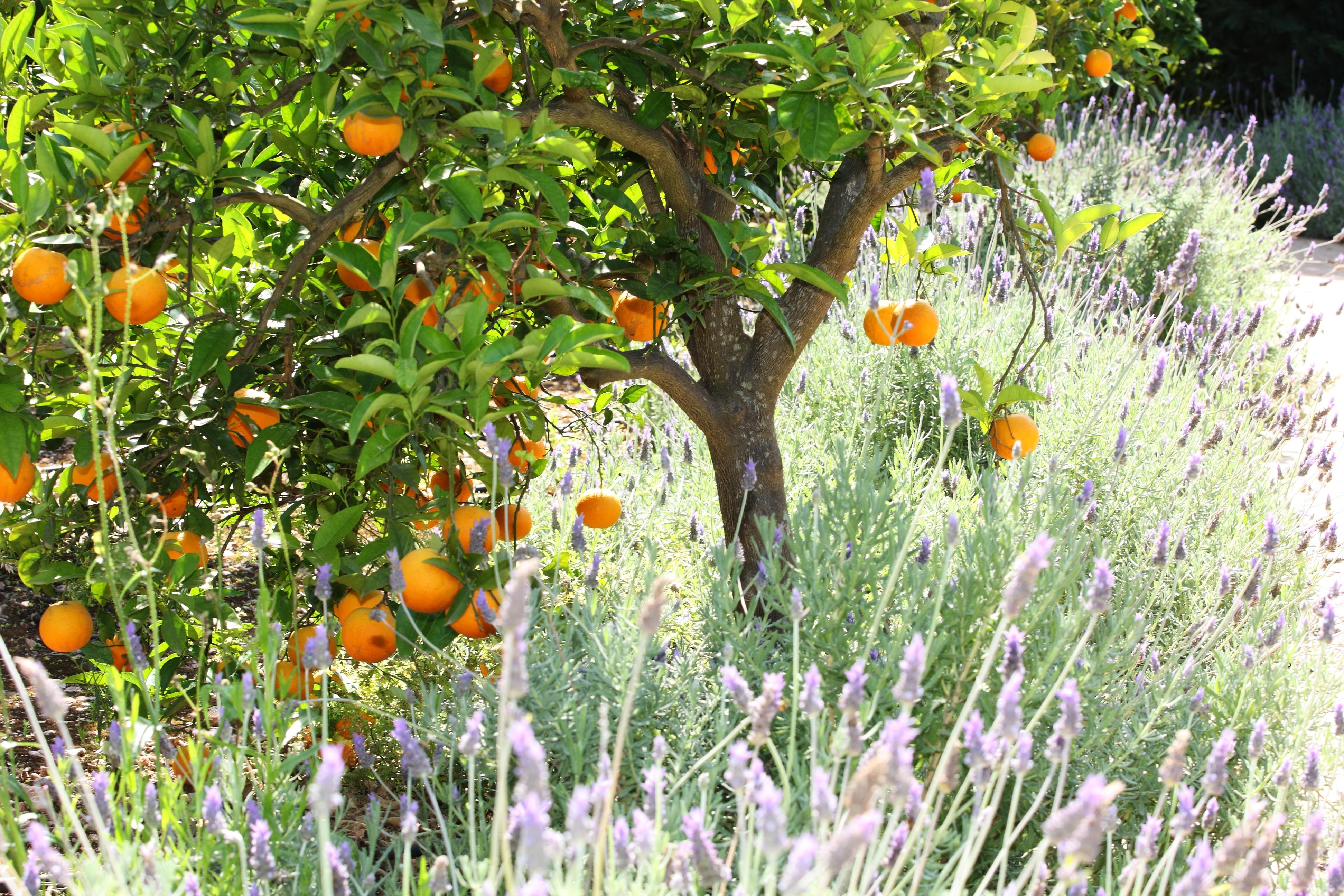 Finca Ca'S Curial - Agroturismo - Adults Only Sóller Exteriör bild
