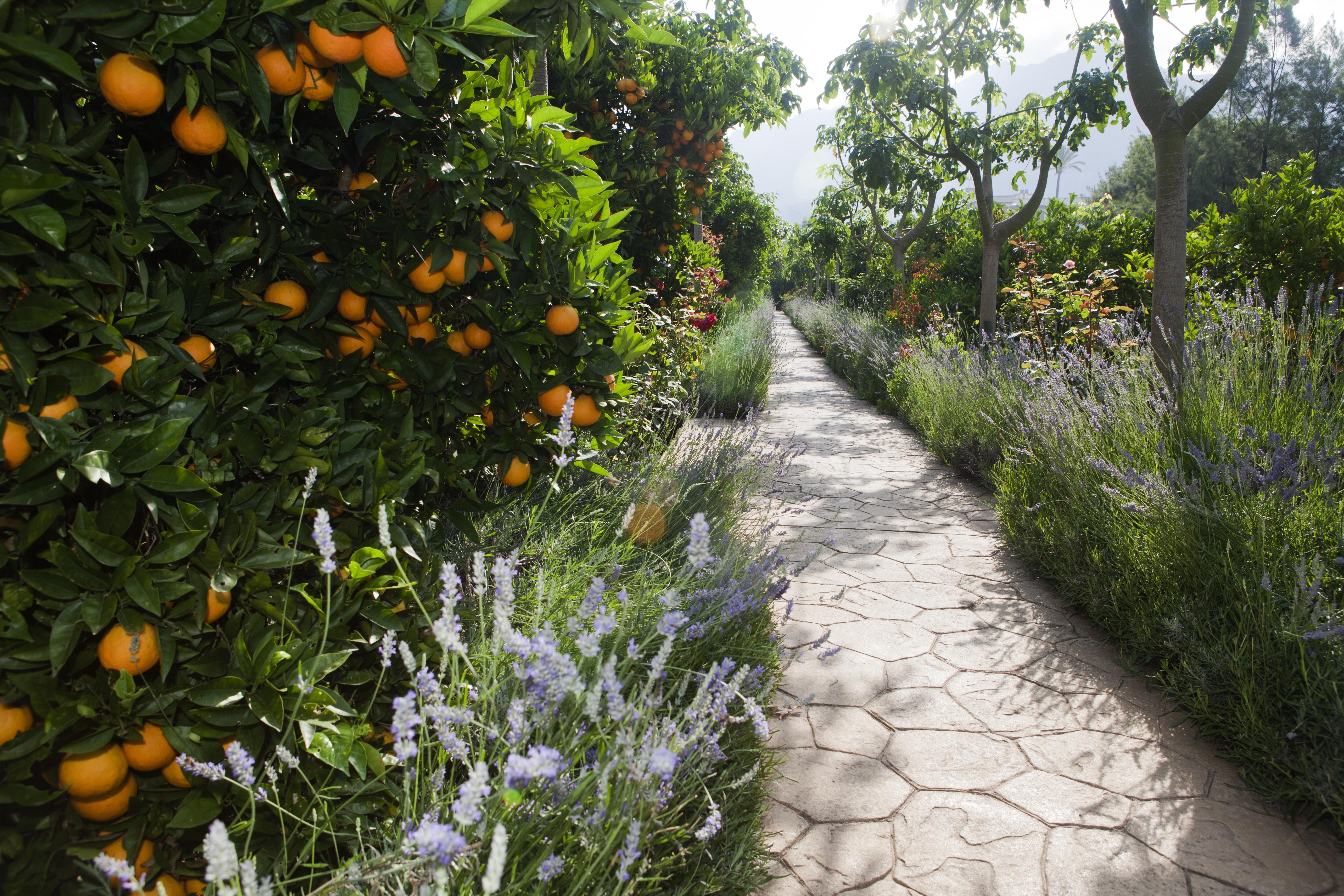 Finca Ca'S Curial - Agroturismo - Adults Only Sóller Exteriör bild