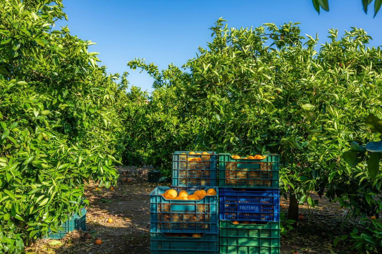 Finca Ca'S Curial - Agroturismo - Adults Only Sóller Exteriör bild